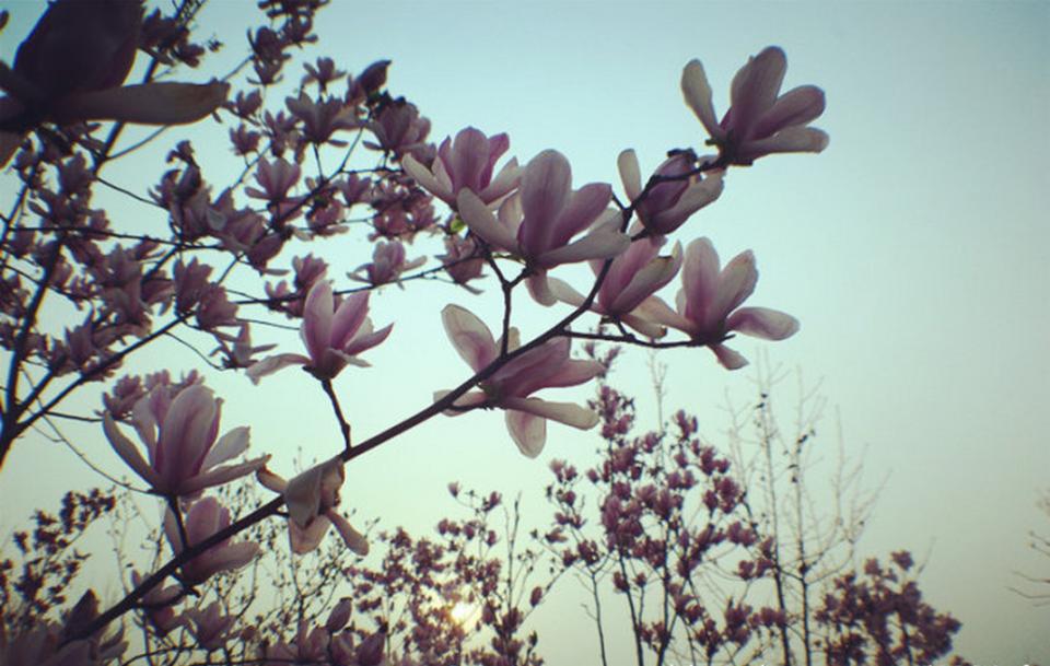 忽如一夜春风来，千树万树梨花开。